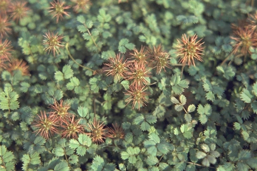 Stekelnootje - Acaena microphylla Stekelnootje - Acaena microphylla