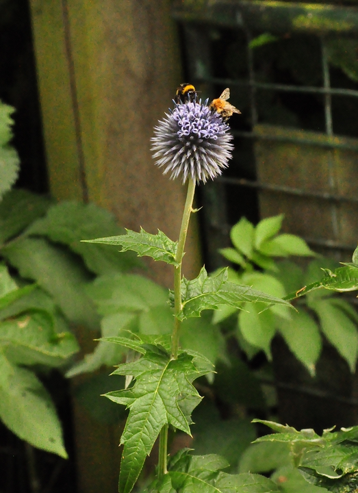 Echinops tuinplanten bloei Echinops tuinplanten bloei