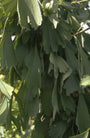 Japanse notenboom - Ginkgo biloba 'Saratoga' Japanse notenboom - Ginkgo biloba 'Saratoga'