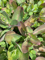 Sedum matrone Sedum matrone