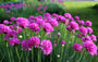 Groenblijvend engels gras met roze bloemen Groenblijvend engels gras met roze bloemen