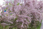 Bloei Tamarisk - Tamarix tetrandra Bloei Tamarisk - Tamarix tetrandra