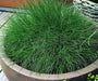 Siergras zwenkgras Festuca gautieri Siergras zwenkgras Festuca gautieri