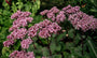 Sedum matrona vetkruid voor borders Sedum matrona vetkruid voor borders
