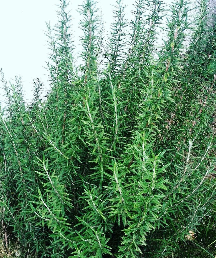 Rozemarijn eten uit eigen tuin borderpakketten Rozemarijn eten uit eigen tuin borderpakketten