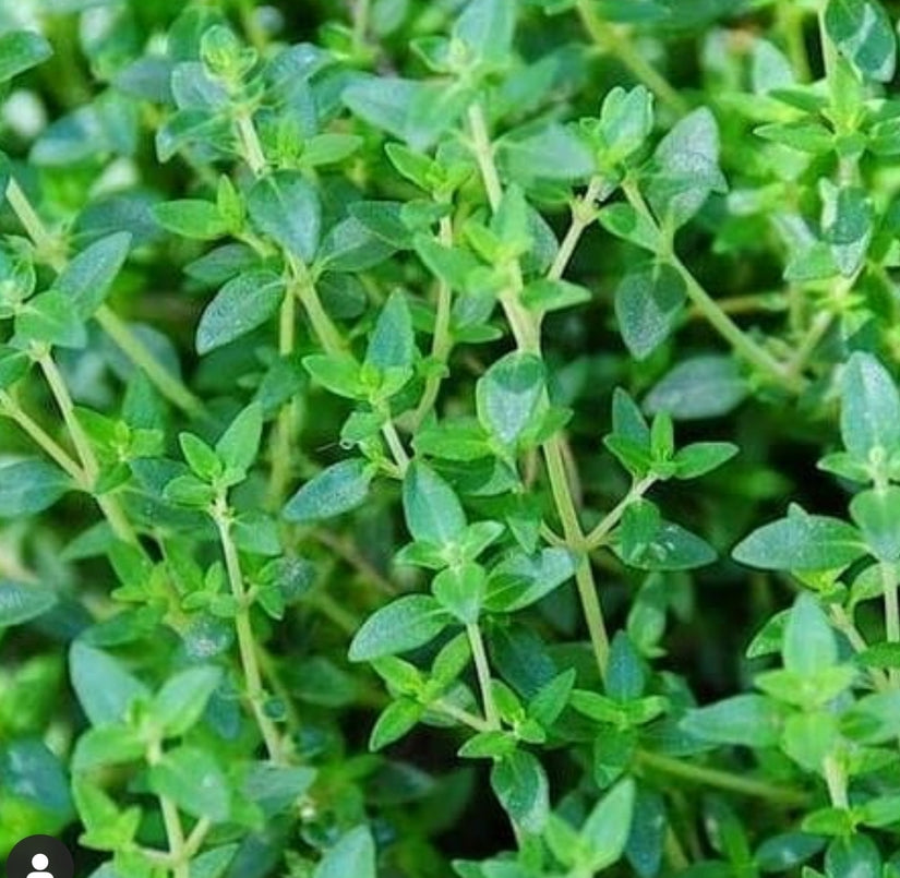Tuinplanten borderpakket eetbaar Tuinplanten borderpakket eetbaar