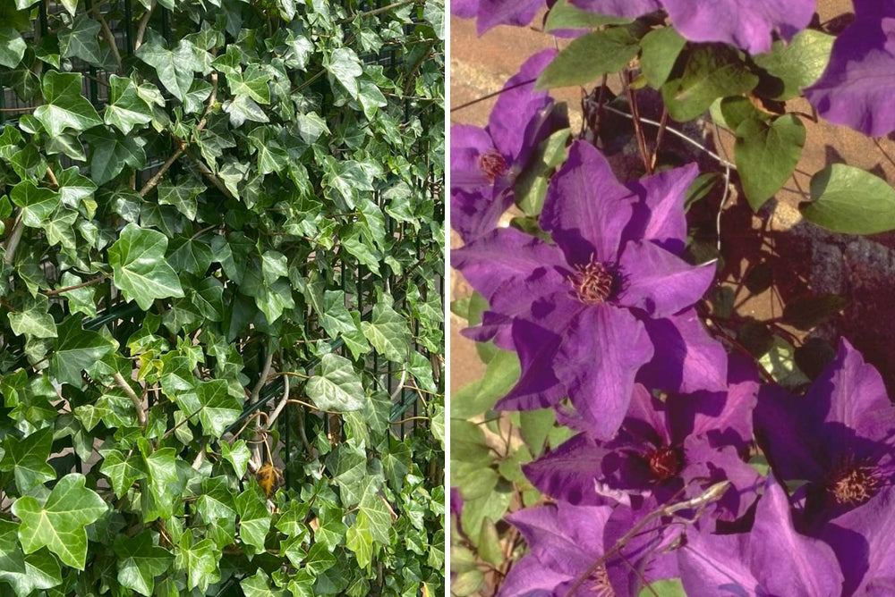 Kletterpflanzen-Set Efeu & Clematis