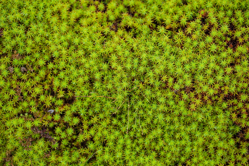 Gewone veenmos Gewone veenmos