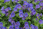 violetblauwe Ooievaarsbek - Geranium x magnificum violetblauwe Ooievaarsbek - Geranium x magnificum
