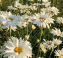 tuinplanten wit bloeiende vaste planten tuinplanten wit bloeiende vaste planten