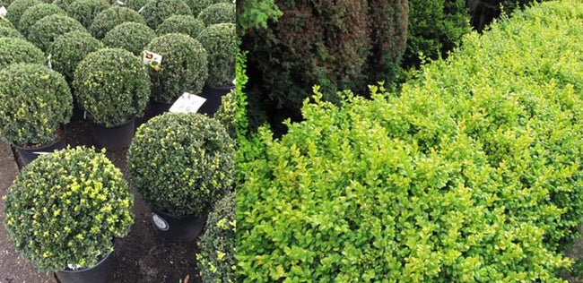 Alternatieven voor de buxus