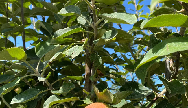 Welke vaste planten, struiken en bomen doen het goed in de provincie Groningen?
