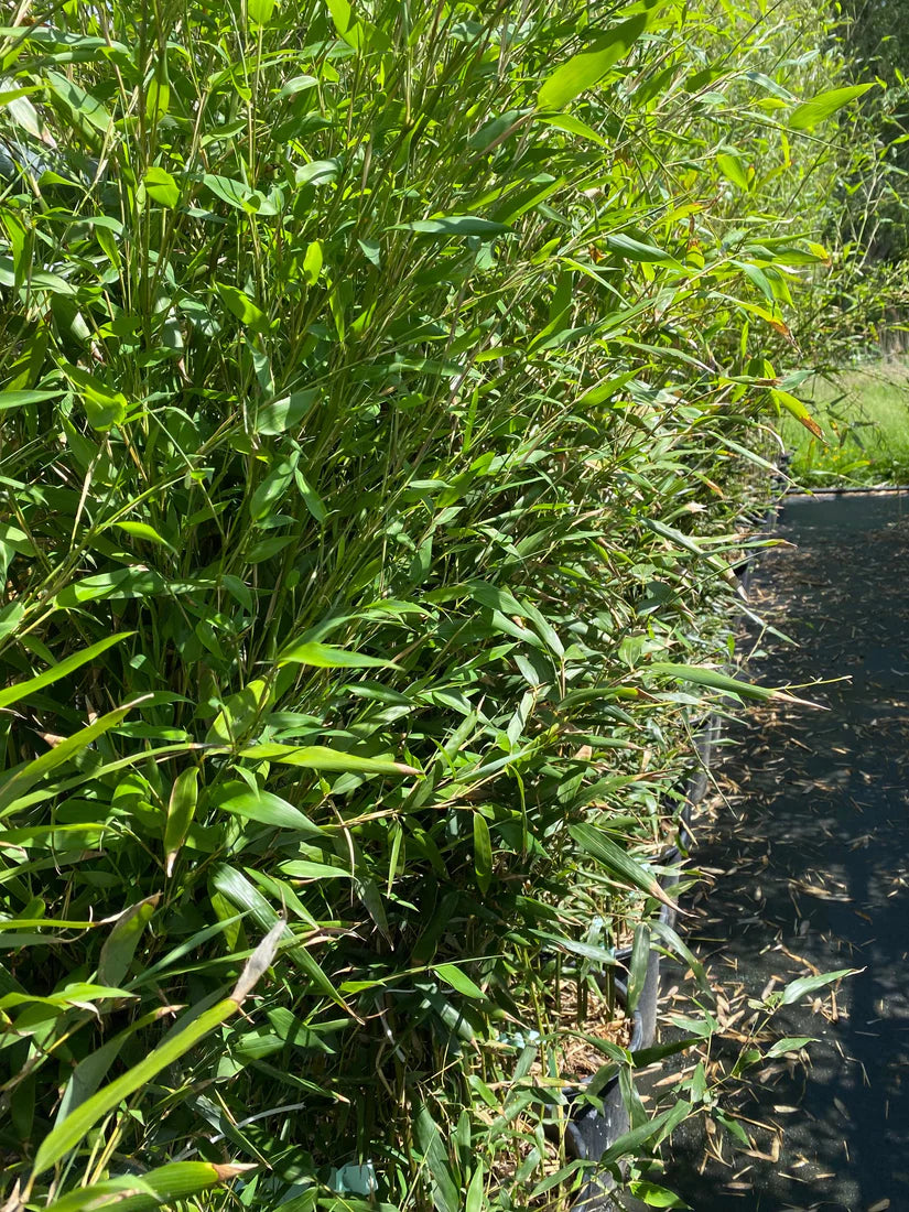 Welke bamboeplanten kiezen voor mijn tuin?