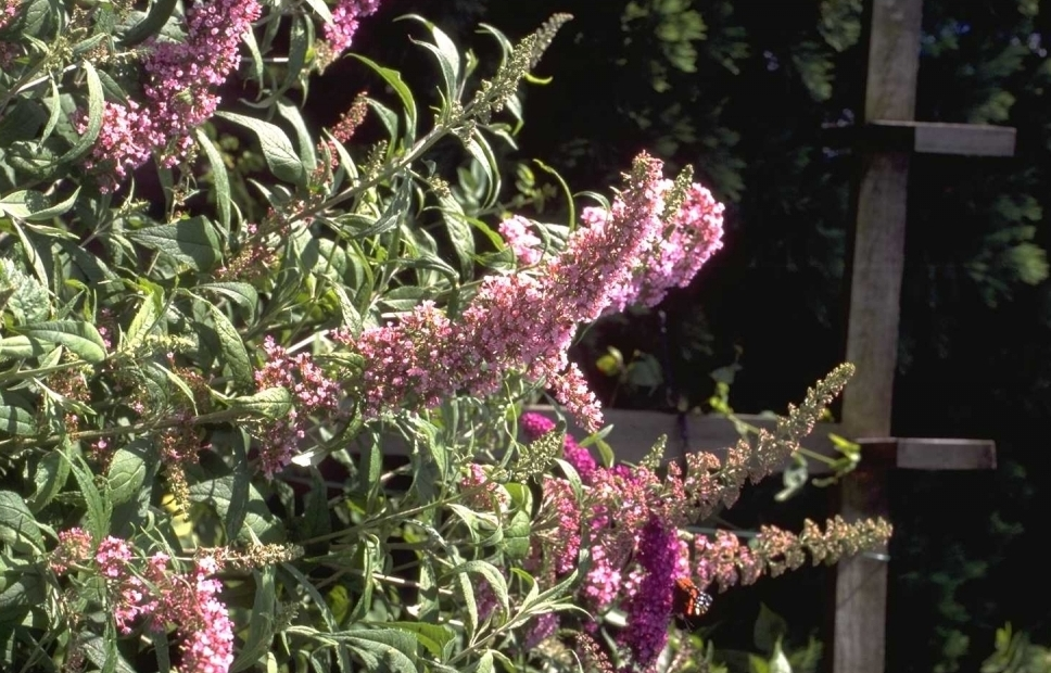 Buddleja.jpeg