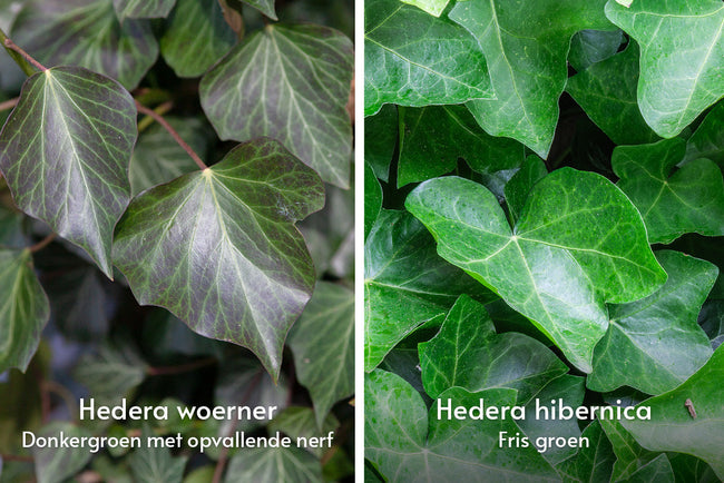 Verschil tussen Klimop Hedera Helix Woerner en Ierse klimop Hedera Hibernica
