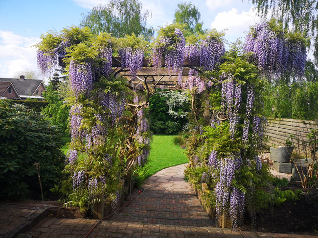 Blauwe regen pergola