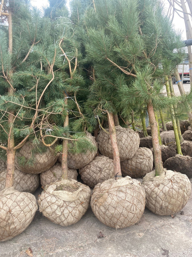 Kijkje in de kwekerswereld