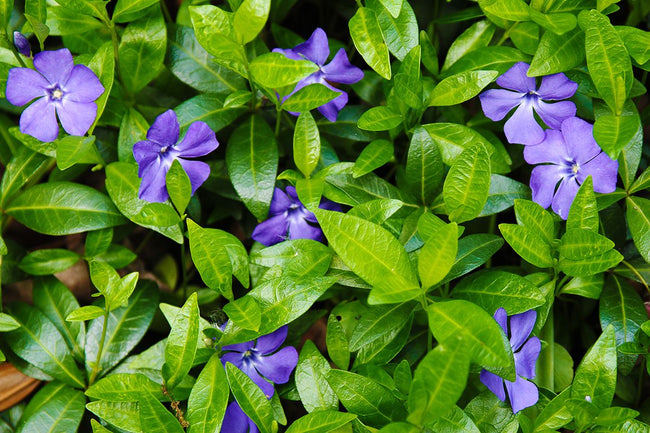 Kleine-maagdenpalm-Vinca-minor-blauw.jpeg