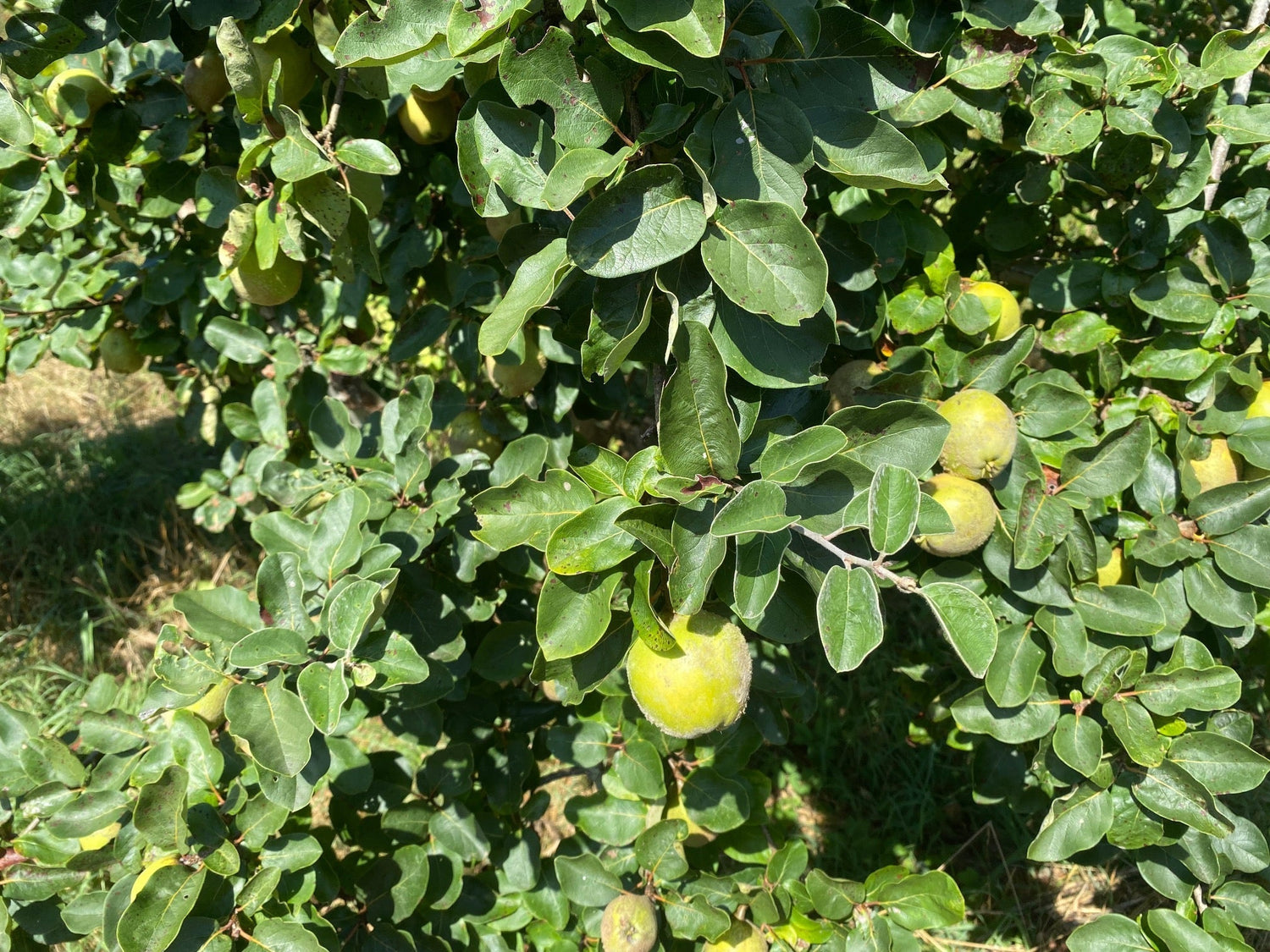 Welke vaste planten, struiken en bomen doen het goed in Noord Brabant?
