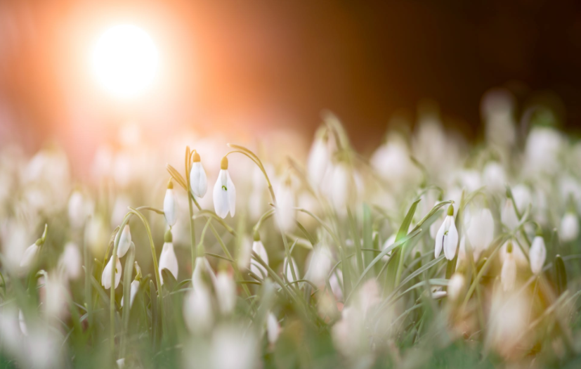 borderset planten in de tuin standplaats