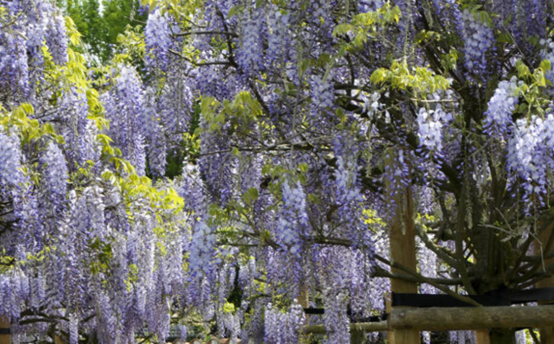 Blauwe regen - Wisteria Sinensis 