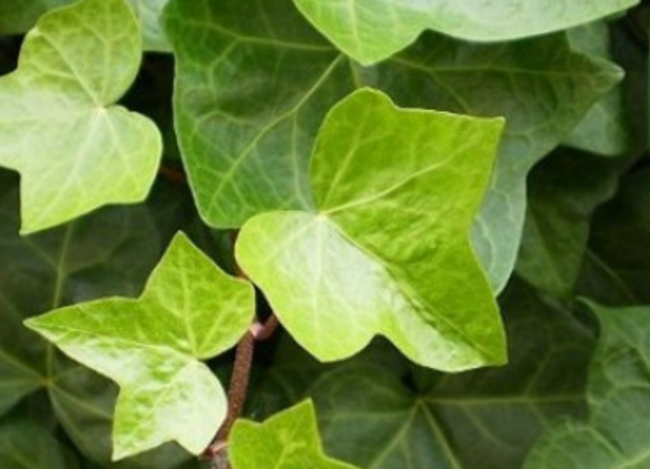 Hedera / Klimop 