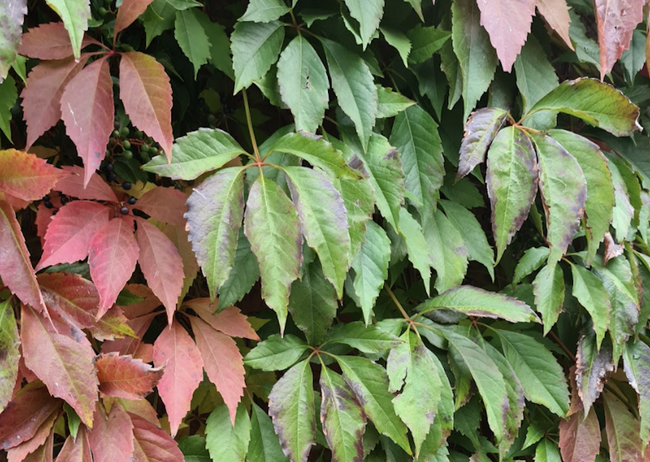 Wilde wingerd in herfstkleuren