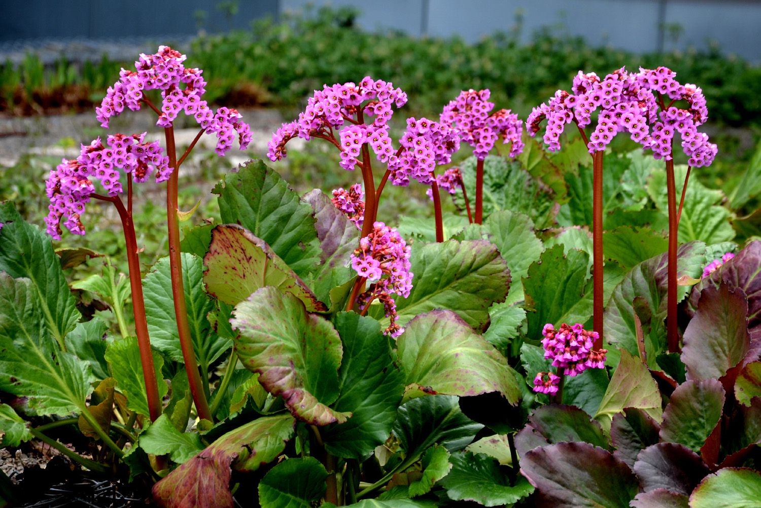 Schoenlappersplant - Bergenia cordifolia