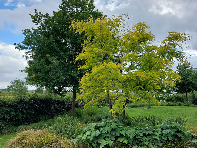 Maart = bomen-plant-maand, ontdek daarom nu onze bomen top 20