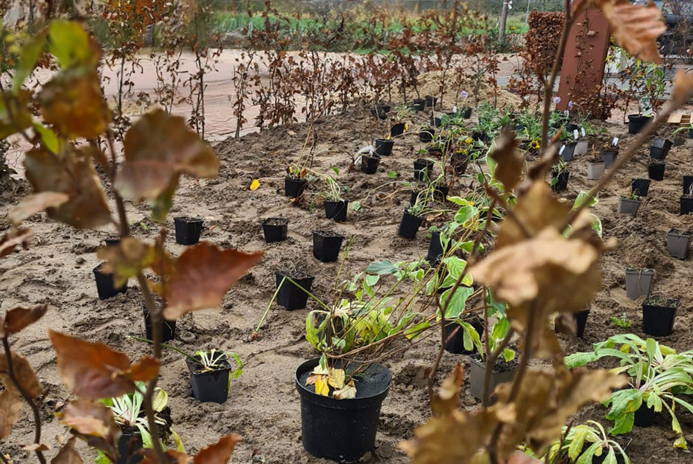 najaar aanplanten