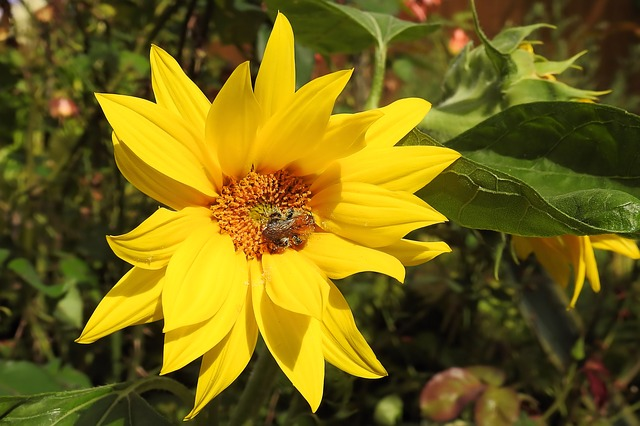 Aardpeer Yarinde tuinplanten