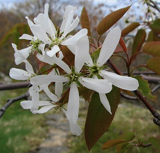 amelanchier bloei