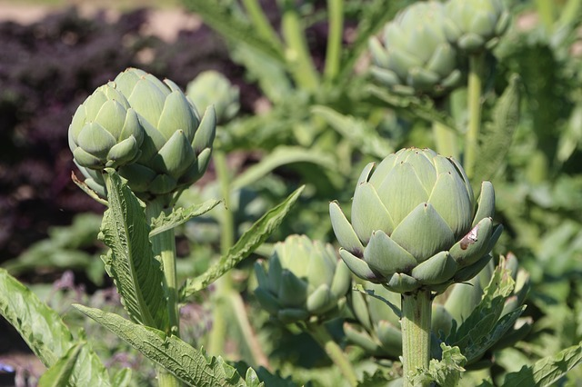 Artisjok tuinplanten Yarinde