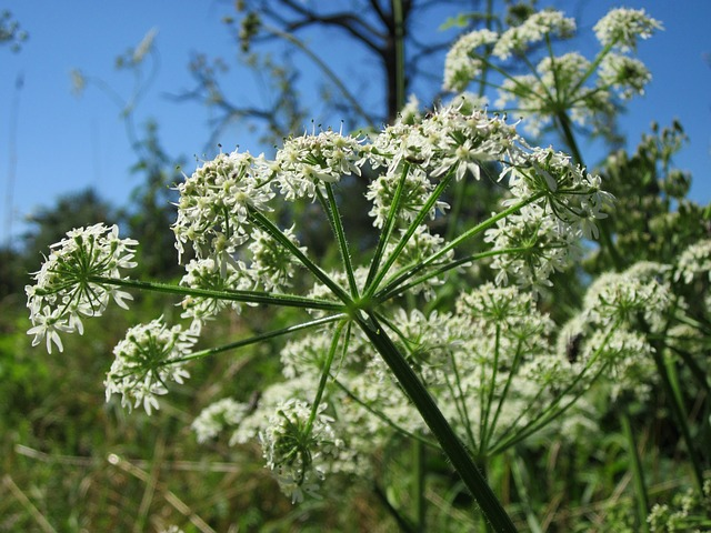 Berenklauw tuinplanten Yarinde