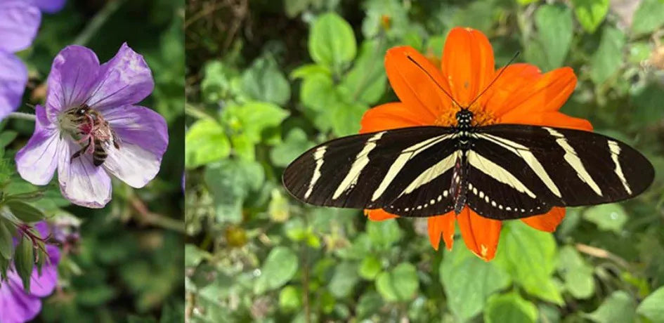 Bijen en vlinders in de tuin