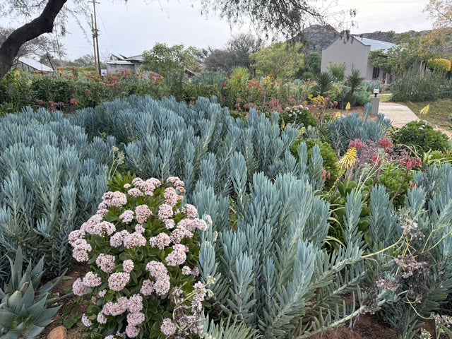 Alles over vetplanten