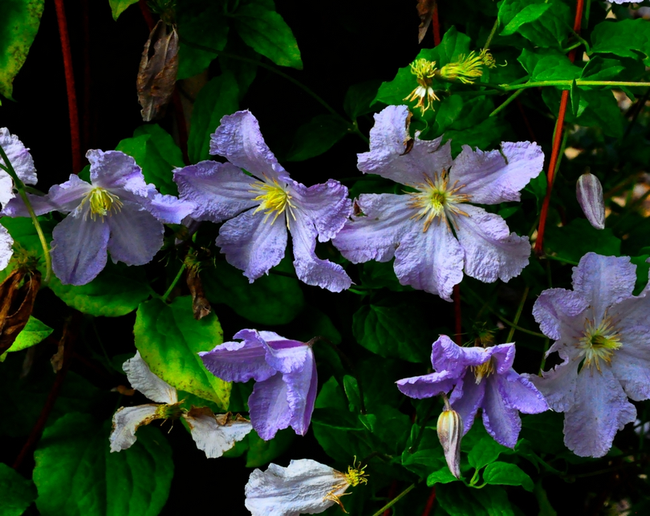 Clematis Blue Angel