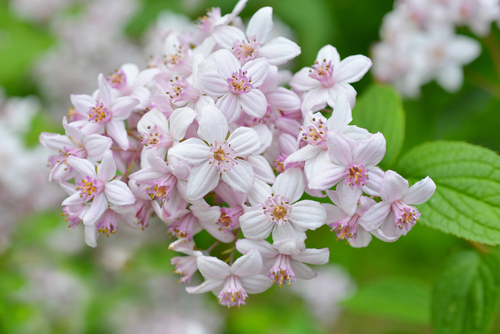 Deutzia Yarinde tuinplanten