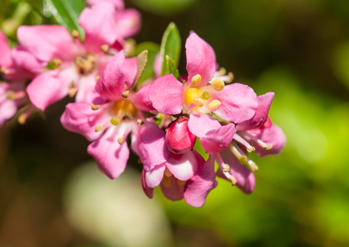 Escallonia tuinplanten Yarinde