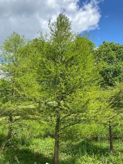 Welke vaste planten, struiken en bomen doen het goed in Flevoland?