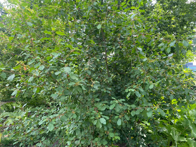 Welke vaste planten, struiken en bomen doen het goed in Gelderland?