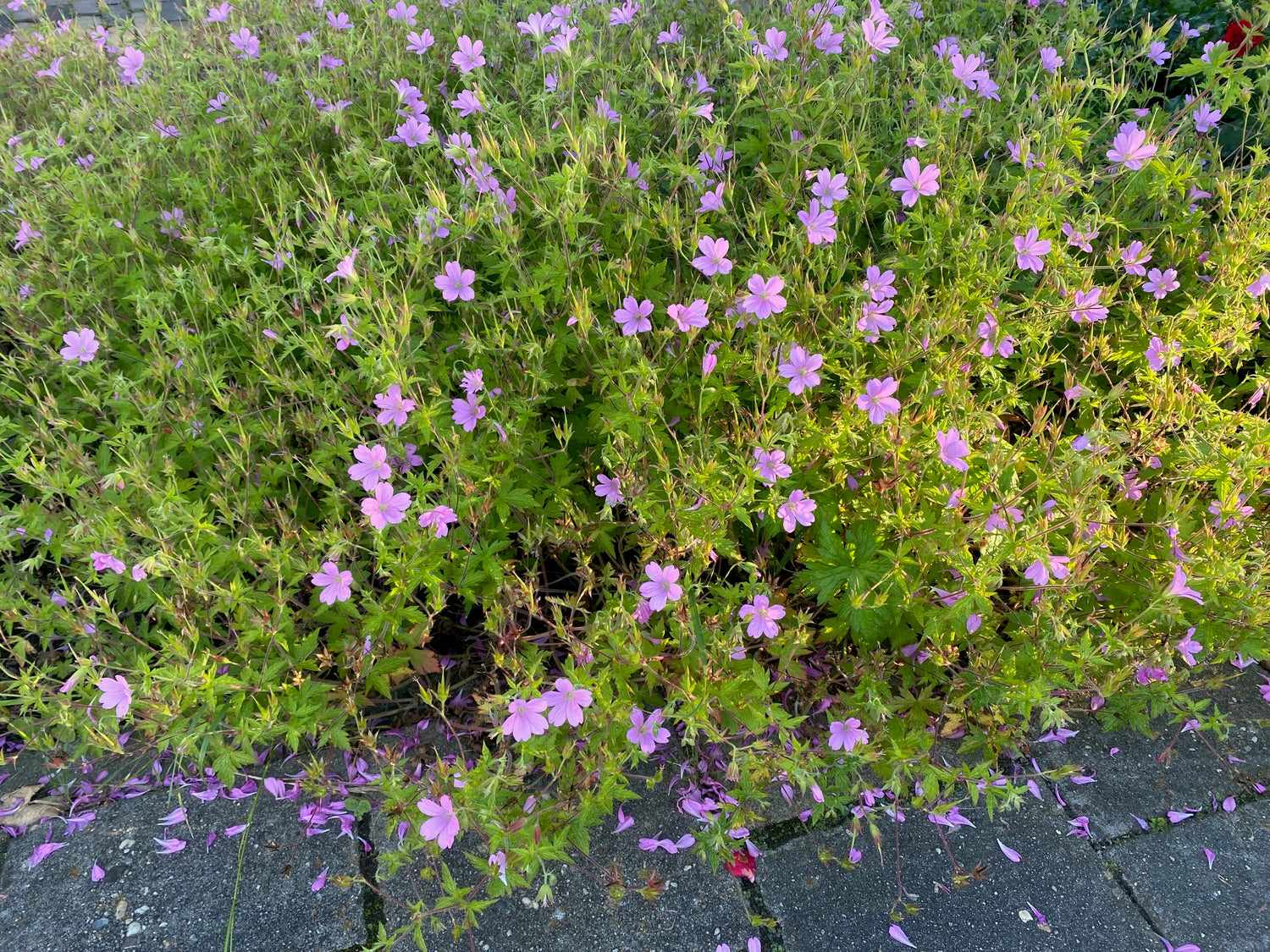 Geraniums in de tuin, van laag tot hoog en de verschillen