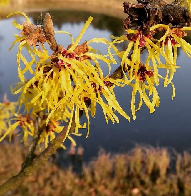 hamamelis.jpeg