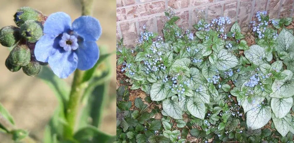 Ideale beplanting voor kleigrond