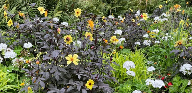 Kleur in je tuin