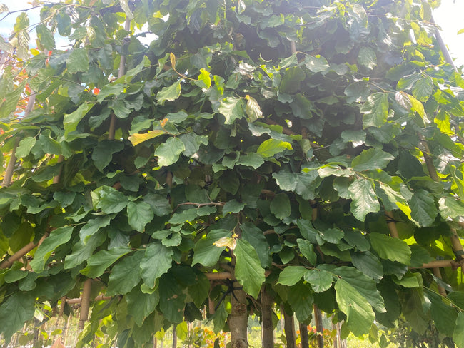 lei-parrotia-persica.jpg