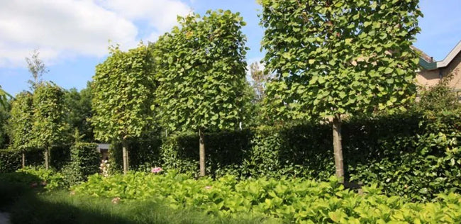 Aantrekkelijke leibomen