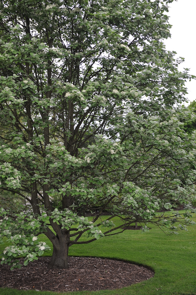 Welke vaste planten, struiken en bomen doen het goed in Zuid Holland?