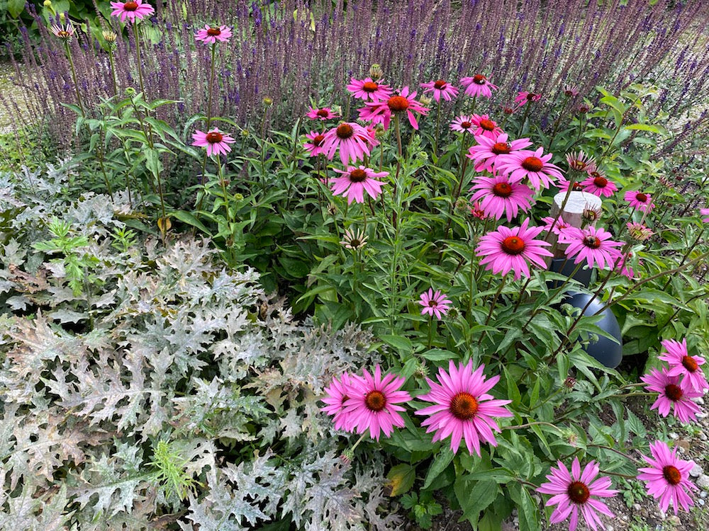 borders tuin inrichten