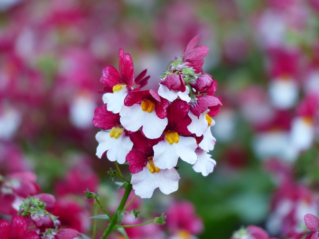 Nemesia Yarinde tuinplanten